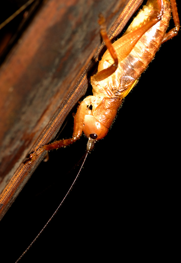 Melanonotus powellorum [105 mm, 1/60 Sek. bei f / 11, ISO 100]